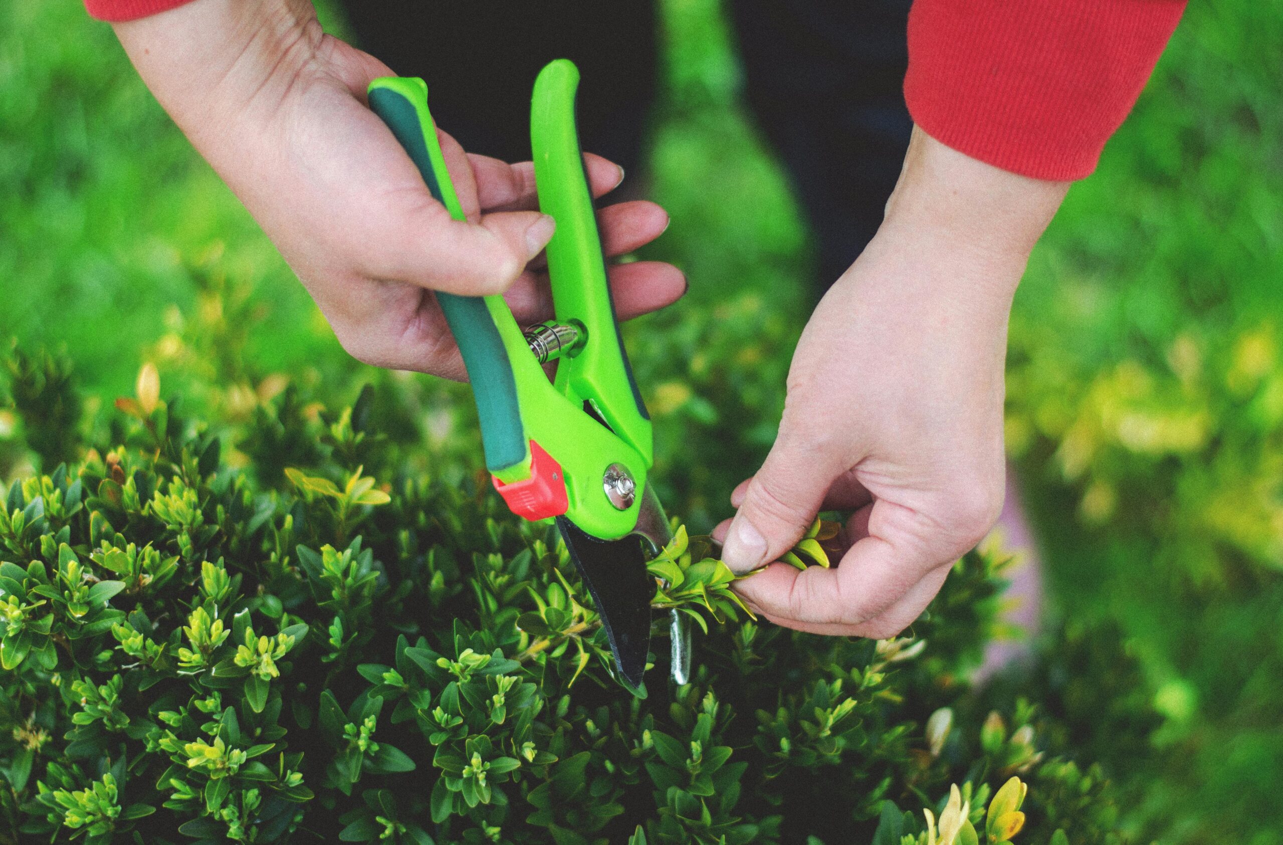 Hands using pruning shears to trim greenery in a garden setting.