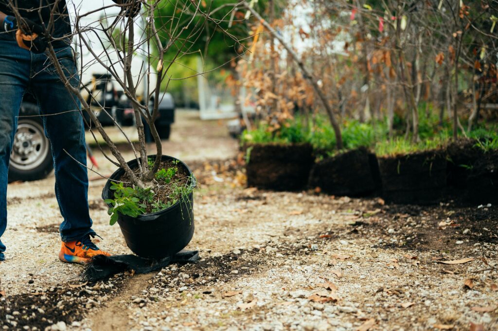 Close-up of gardener planting a tree in a pot outdoors, focusing on eco-friendly practices.