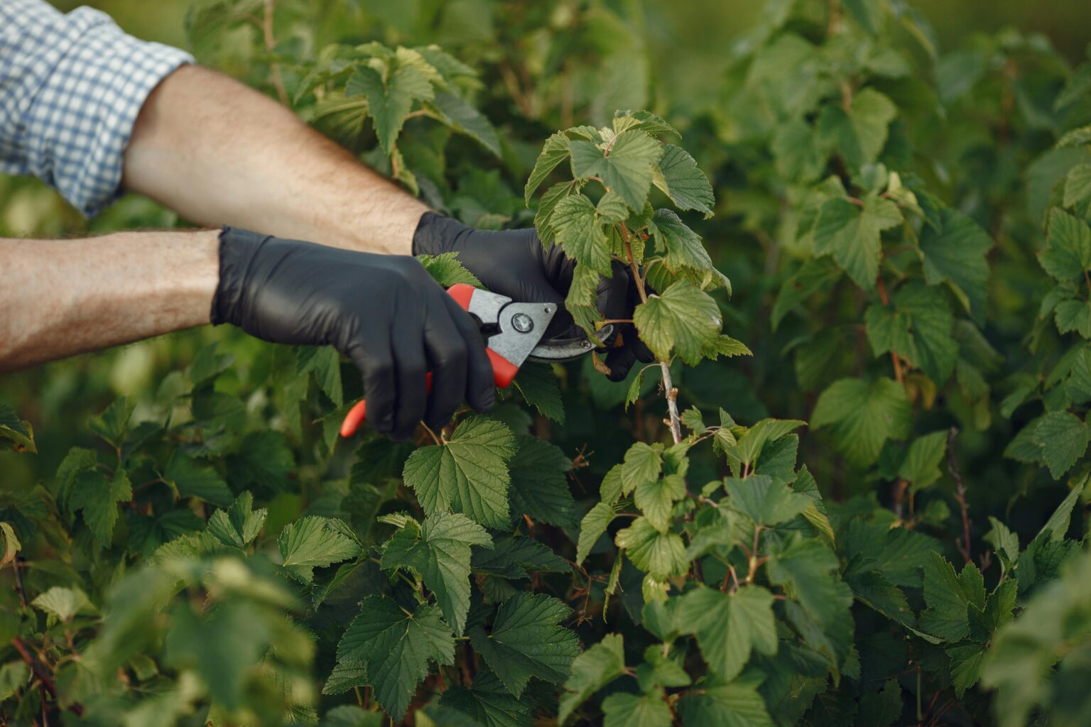 Close-up of a gardener using pruning shears on lush green plant outdoors.